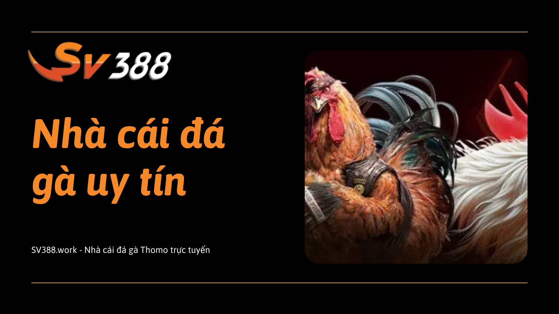 SV388 - Nhà Cái Đá Gà Trực Tiếp Từ Thomo Uy Tín Số 1 Châu Á