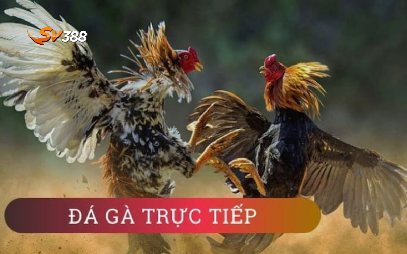 Hướng dẫn nạp tiền SV388 nhanh chóng chi tiết từ A-Z 5 Những lưu ý khi nạp tiền SV388 đá gà trực tiếp