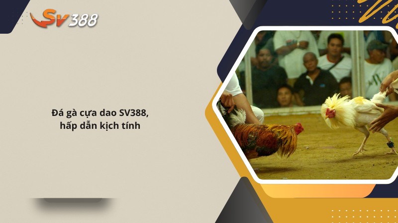 SV388 | SV388 MONSTER Trang Đá Gà Thomo Chính Thức 23 Đá gà cựa dao SV388 hấp dẫn kịch tính