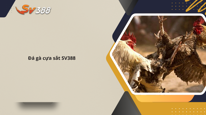 SV388 | SV388 MONSTER Trang Đá Gà Thomo Chính Thức 22 Đá gà cựa sắt SV388