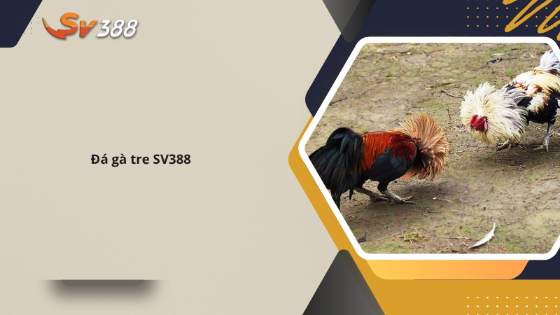 SV388 | SV388 MONSTER Trang Đá Gà Thomo Chính Thức 24 Đá gà tre SV388