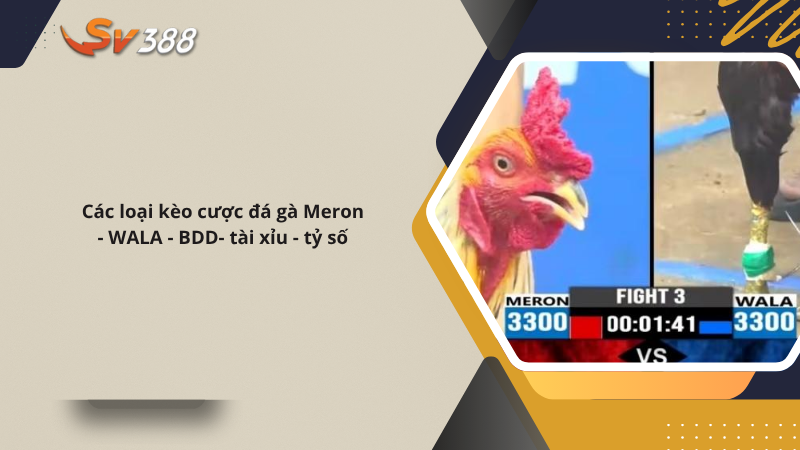 SV388 | SV388 MONSTER Trang Đá Gà Thomo Chính Thức 25 Các loại kèo cược đá gà Meron - WALA - BDD - Tài xỉu - Tỷ số