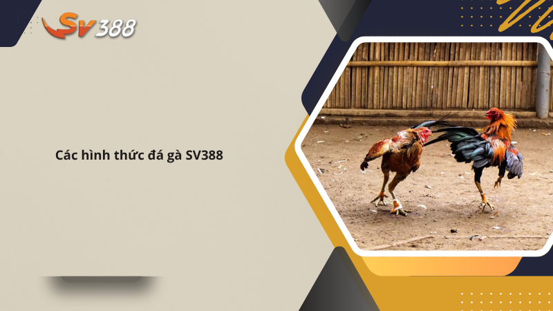 Đá gà SV388 - Trải Nghiệm Đá Gà Chuyên Nghiệp, Uy Tín 2 Các hình thức đá gà SV388