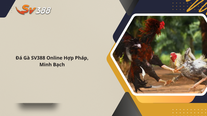 Đá gà SV388 - Trải Nghiệm Đá Gà Chuyên Nghiệp, Uy Tín 1 Đá Gà SV388 Online Hợp Pháp, Minh Bạch