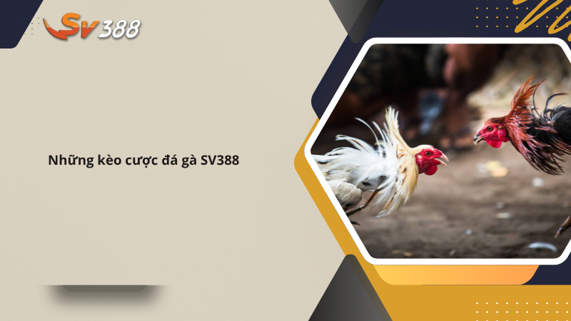 Đá gà SV388 - Trải Nghiệm Đá Gà Chuyên Nghiệp, Uy Tín 3 Những kèo cược đá gà SV388