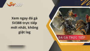 Xem ngay đá gà SV388 trực tiếp mới nhất, không giật lag