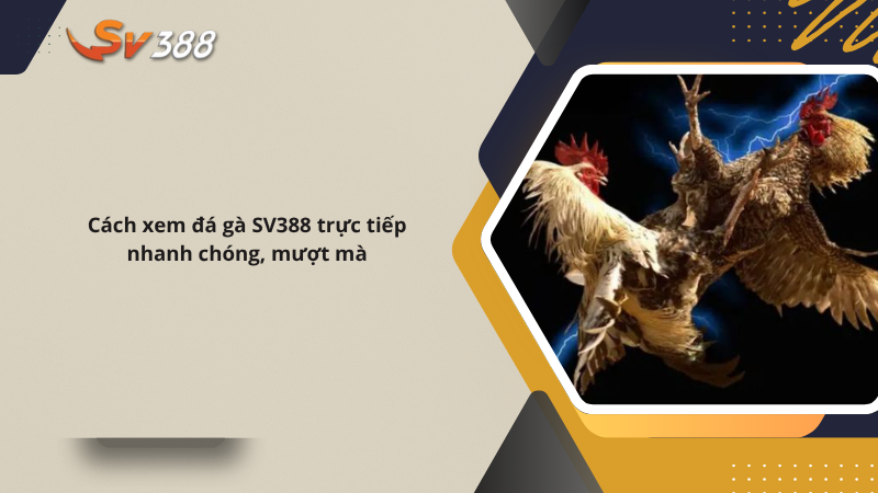 Xem ngay đá gà SV388 trực tiếp mới nhất, không giật lag 2 Cách xem đá gà SV388 trực tiếp nhanh chóng, mượt mà
