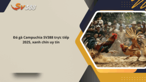 Đá gà Campuchia SV388 trực tiếp 2025, xanh chín uy tín