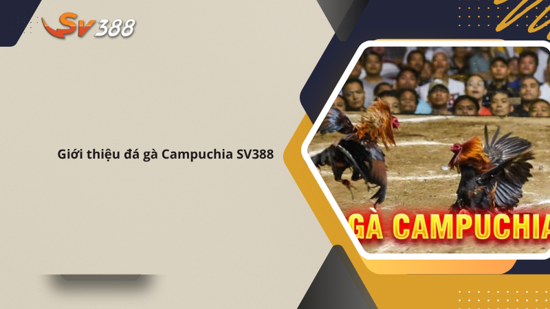 Đá gà Campuchia SV388 trực tiếp 2025, xanh chín uy tín 1 Giới thiệu đá gà Campuchia SV388
