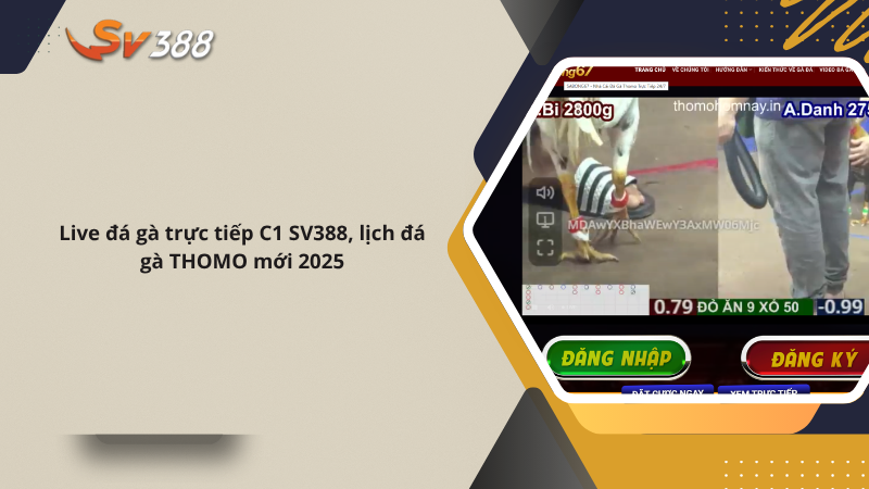 Live đá gà trực tiếp C1 SV388, lịch đá gà THOMO mới