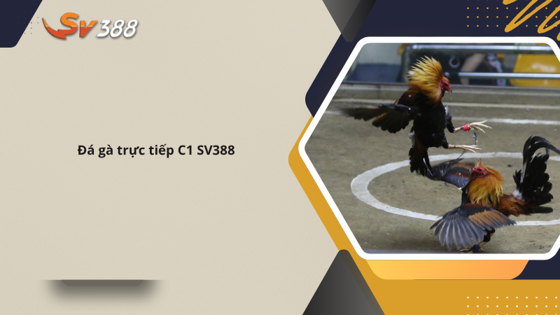 Live đá gà trực tiếp C1 SV388, lịch đá gà THOMO mới 2025 1 Đá gà trực tiếp C1 SV388