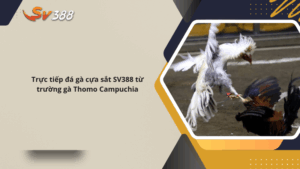 Trực tiếp đá gà cựa sắt SV388 từ trường gà Thomo Campuchia