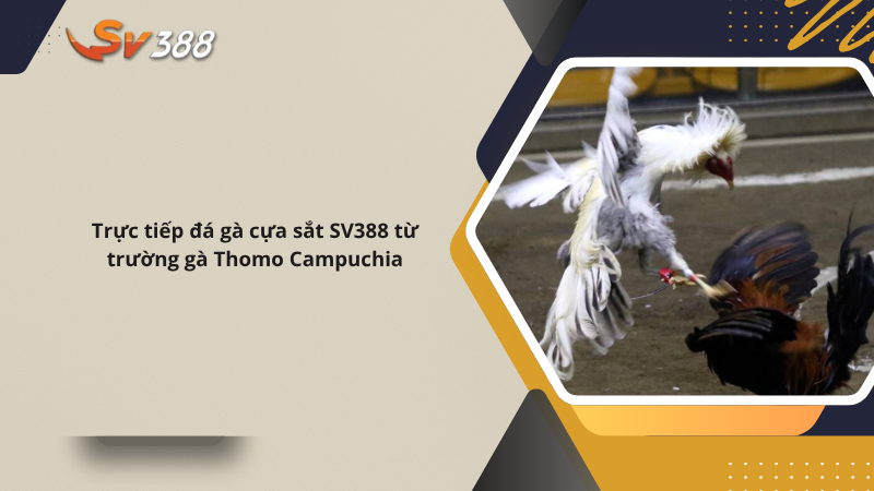 Trực tiếp đá gà cựa sắt SV388 từ trường gà Thomo Campuchia