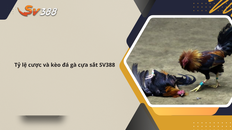Trực tiếp đá gà cựa sắt SV388 từ trường gà Thomo Campuchia 3 Tỷ lệ cược và kèo đá gà cựa sắt SV388